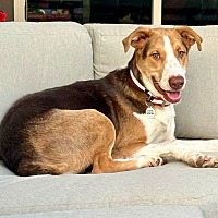adopt a pet