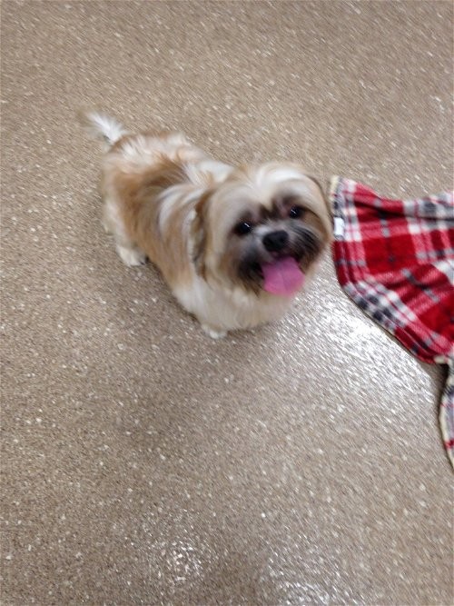 Holland Mi Shih Tzu Meet Data A Pet For Adoption