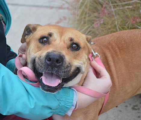 black mouth cur baby