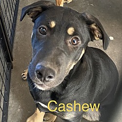 Photo of Cashew