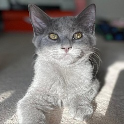 Photo of Wolfie