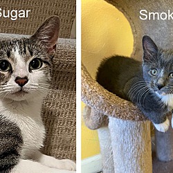 Thumbnail photo of Sugar and Smokey - bonded pair #1