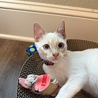 adopt a pet