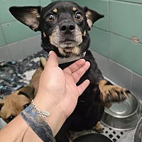 adopt a pet