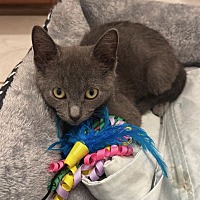 adopt a pet