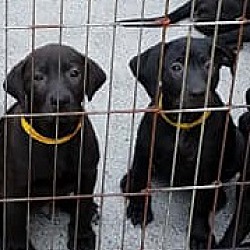 Photo of Lab Puppies (6 female)