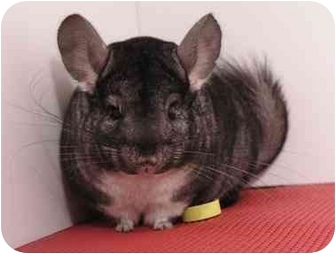 Santa Ana Ca Chinchilla Meet Basil A Pet For Adoption