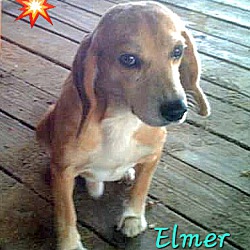 Thumbnail photo of Elmer #2