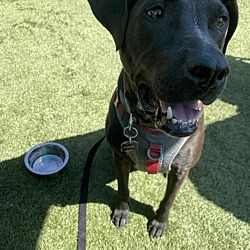 Photo of Hank