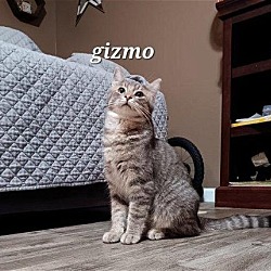 Thumbnail photo of Gizmo [CP] #2