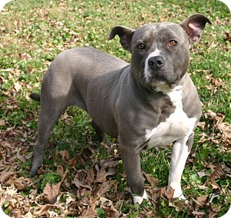Chicago Il American Staffordshire Terrier Meet Chloe A Pet For