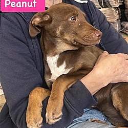 Thumbnail photo of Peanut #4