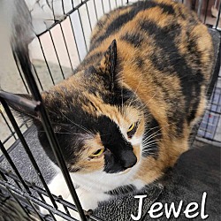 Photo of Jewel
