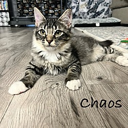 Photo of Chaos