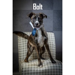 Thumbnail photo of Bolt #1