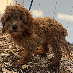 Thumbnail photo of Cockapoo F2 Felix #3