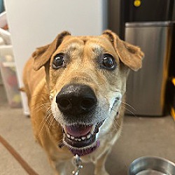 bonded pet photo