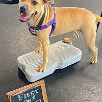 adopt a pet