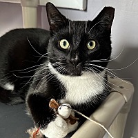 adopt a pet