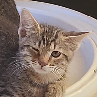 adopt-pet