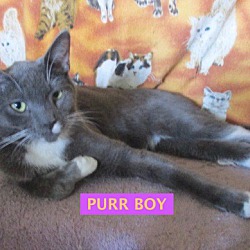 Thumbnail photo of Purr Boy-adopted 12-22-18 #2