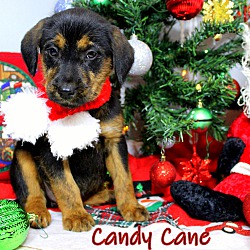Thumbnail photo of Candy Cane #4