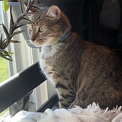 Photo of Beanie