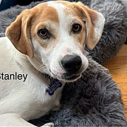 Photo of Stanley