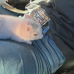 Thumbnail photo of Wilbur  Mini Pig #3