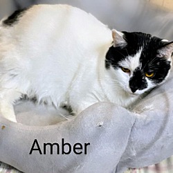 Photo of Amber