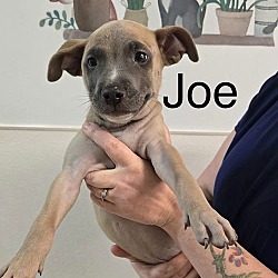 Thumbnail photo of J Pup Joe #1