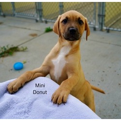 Thumbnail photo of Mini Donut #1