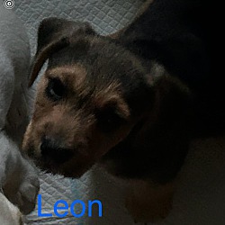 Thumbnail photo of Leon #3