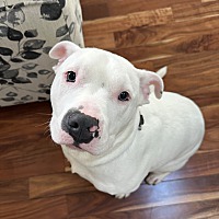 adopt a pet