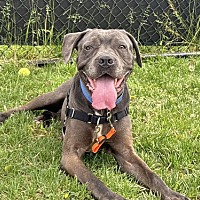 adopt a pet