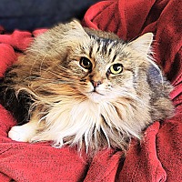 adopt-pet