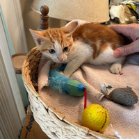 adopt a pet