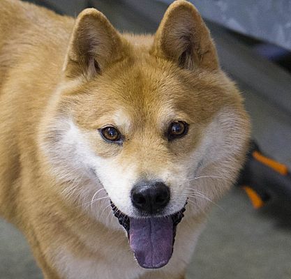 Reidsville Nc Shiba Inu Meet Reaper A Pet For Adoption