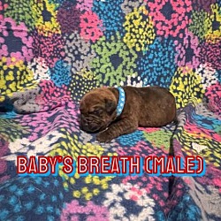 Photo of Baby's Breath Lavender