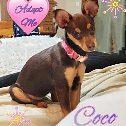 Thumbnail photo of coco #3