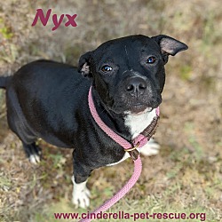 Photo of Nyx