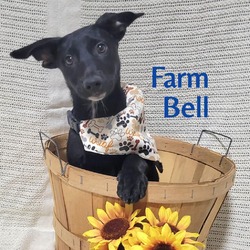 Thumbnail photo of Farm Bell #1