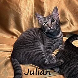 Thumbnail photo of Julian #brother-of-Collin #1