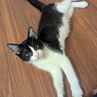 adopt a pet
