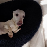 adopt-pet
