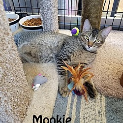 Thumbnail photo of Mookie and Meeko #3