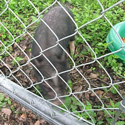 Thumbnail photo of PB-Pig (m) #2