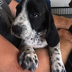 Photo of French Pointer Puppy