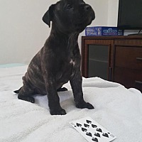 Los Angeles Ca Cane Corso Meet Puppy 2 A Pet For Adoption