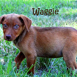 Thumbnail photo of Waggie ~ meet me! ~ #2